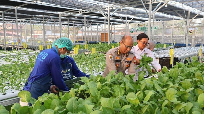 Greenhouse SPPG Palmerah PMJ Panen Sawi dan Nila untuk Pasok Menu MBG